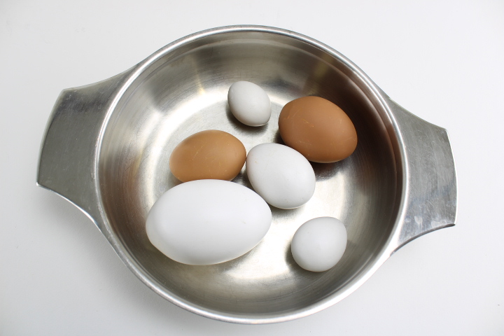 Nest ei gans